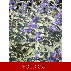 Caryopteris 'Sterling Silver'